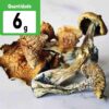 RATEIO 6g a VÁCUO - P. Cubensis Desidratados   | Cogumelos mágicos