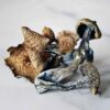 PROMOÇÃO Compre 10g  a VÁCUO | Cogumelos mágicos | P. Cubensis Desidratados - Imagem 3
