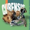 PROMOÇÃO Compre 10g  a VÁCUO | Cogumelos mágicos | P. Cubensis Desidratados - Imagem 2