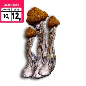 Compre 10g leve 12g a VÁCUO | Cogumelos mágicos | P. Camboja Desidratado