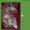 PROMOÇÃO Compre 10g  a VÁCUO | Cogumelos mágicos | P. Cubensis Desidratados - Imagem 7