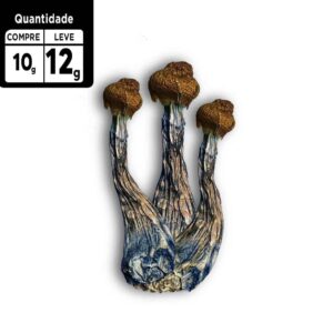 Compre 10g leve 12g |  Psilocybe Azurencens | Comprar Cogumelo mágico SP | 2g de brinde