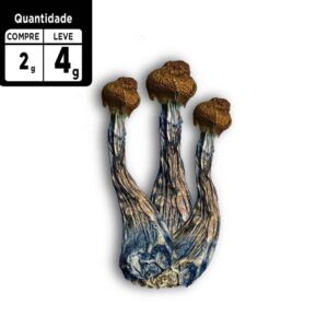 Compre 2g leve 4g |  Psilocybe Azurencens | Comprar Cogumelo mágico SP | 2g de brinde