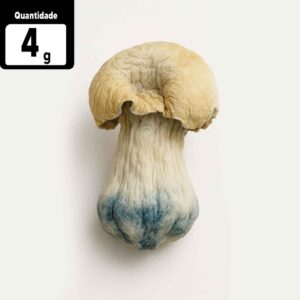 4g  Albino Penis Envy | Comprar Cogumelo mágico SP