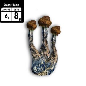 Compre 6g leve 8g |  Psilocybe Azurencens | Comprar Cogumelo mágico SP | 2g de brinde