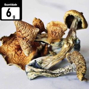 6g Psilocybe cubensis | Comprar Cogumelo mágico SP
