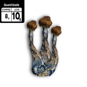 Compre 8g leve 10g |  Psilocybe Azurencens | Comprar Cogumelo mágico SP | 2g de brinde