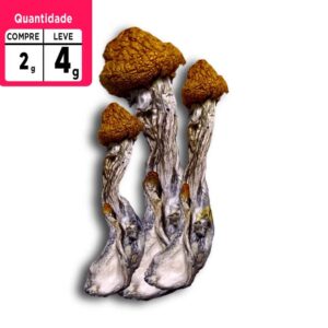 Compre 2g leve 4g |  Psilocybe camboja | Comprar Cogumelo mágico SP | 2g de brinde