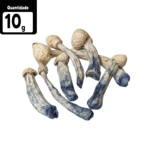 10g TAT - True Albino Teacher | Comprar Cogumelo mágico SP